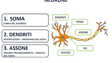 Quante tipologie di neuroni esistono?