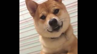 Разговор с сиба ину funny shiba inu