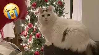 Cute Cat Gift Makes Husband Cry on Christmas
