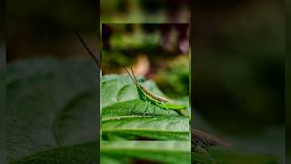 Creative mobile photography 🔥 Try pro mode tip 😍 #samsung #photography #mobilemacro #wildlife