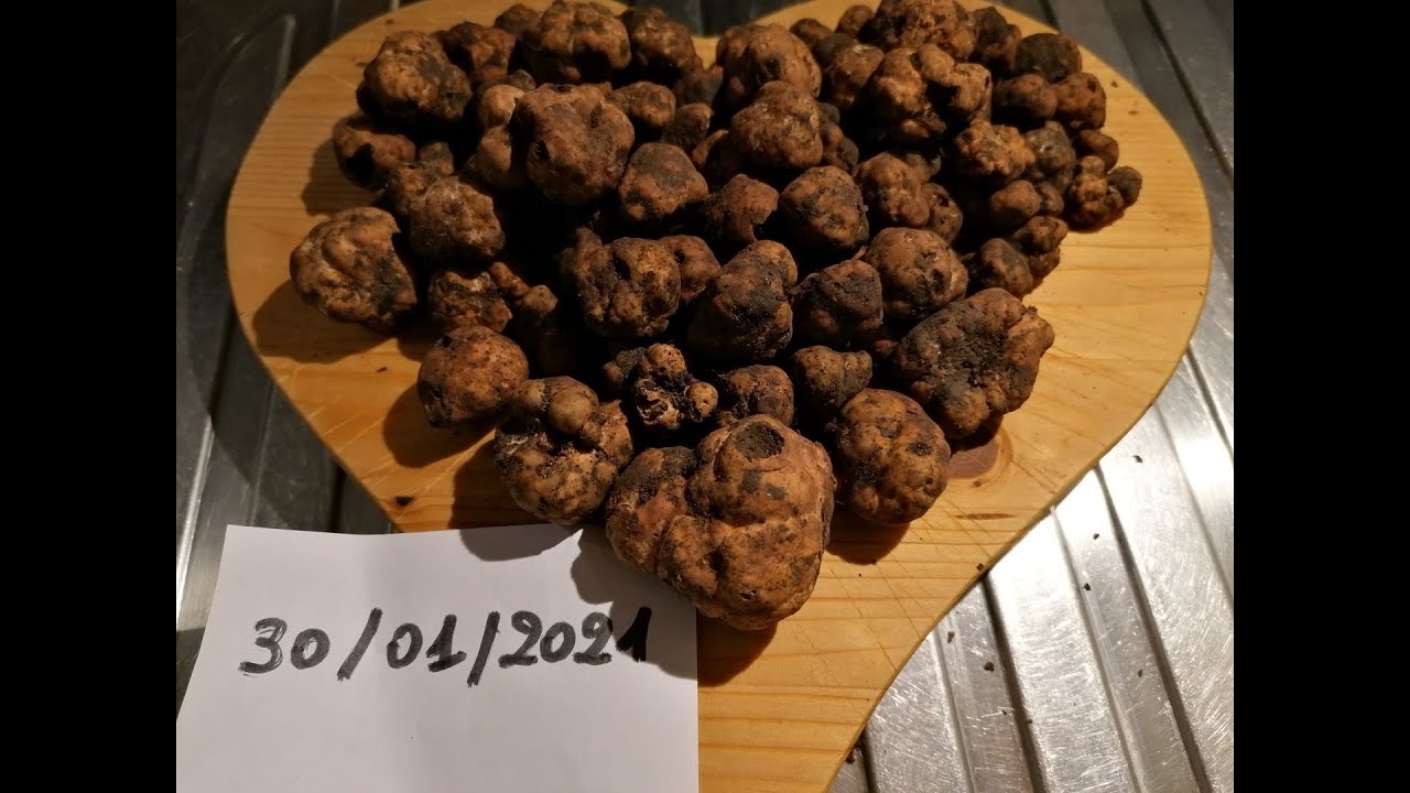 tartufo marzuolo 30 gennaio 2021