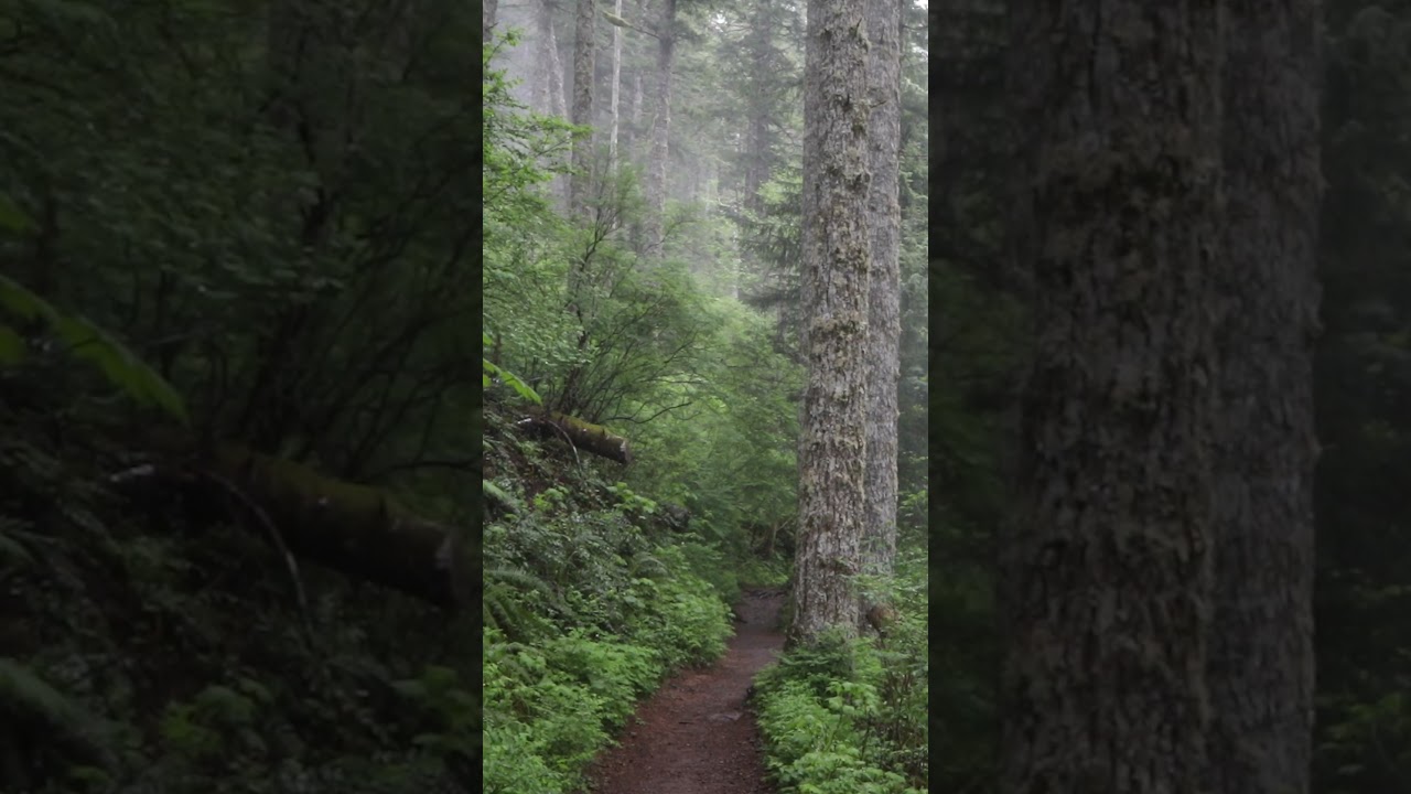 Hiking in Oregon's Forests