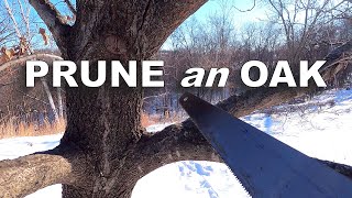 How-to Prune an Oak Tree [Scarlet Oak]