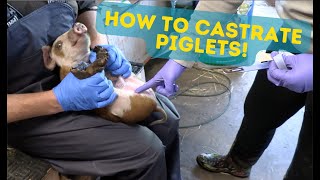 How To Castrate Piglets The Easy Way Graphic Video