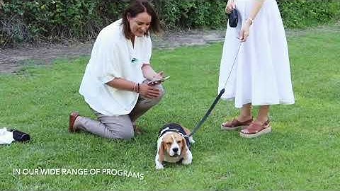 HEALY for Animals - Holistic Frequencies for the Well-Being of your Animals