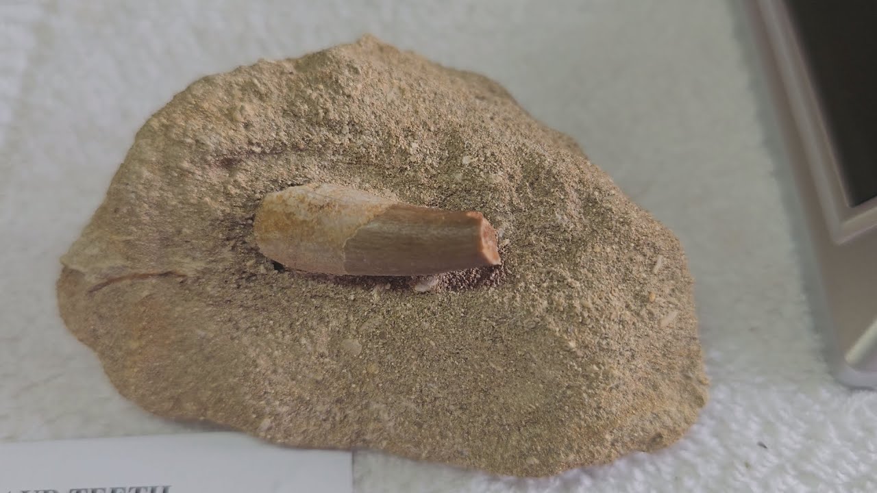 fossils mosasaur teeth and more. 