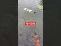 먹이전쟁#오리먹이#물고기먹이 #민물낚시 #활어횟감 #방조제낚시 #낚시 #music #drone #붕어 #제철음식 #오징어회 #80smusic