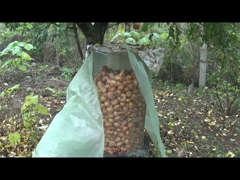 Video: Putregaiul Gâtului De Ceapă