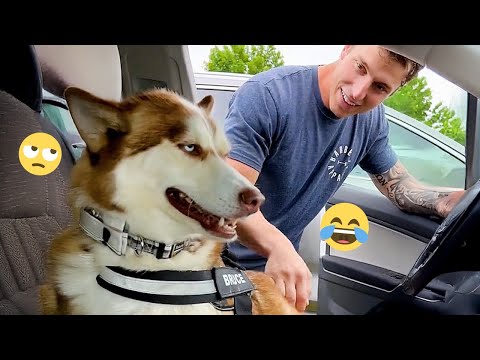 I dare you not to LAUGH at these FUNNY DOGS 😁🦮 - Best Funny Animals Videos 2025 #219
