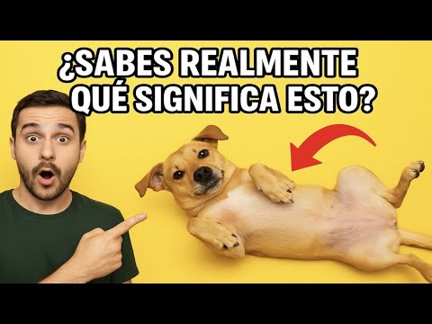 5 POSTURAS DE TU PERRO que REVELAN su PERSONALIDAD REAL