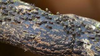 Hospitalitermes monoceros (a termite) - Makandawa Forest (Sri Lanka) 14-3-2019