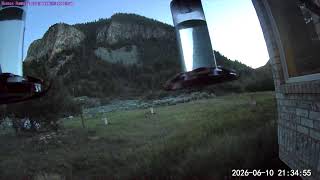Hanna's Hummingbird Ranch LIVE | Front Wyze Cam Mountain View🌸🐦