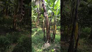 Red Banana Dr. Soil Applied #9066561202 #microbi #drsoil #redbanana #biofertilizer #organicfarming