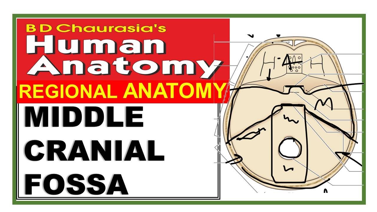 Chp1 | Interior of Skull | MIDDLE CRANIAL FOSSA | SKULL | BD Chaurasia | Dr Asif Lectures
