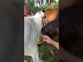 Suntik vitamin sapi hitam kerdil‼️#shorts #animals #cow