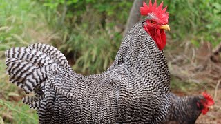 Como Escolher Um Galo Reprodutor ?