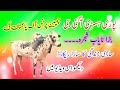 Full history sand prince of pakistan  full kamal shajra  bull race  of pakistan  viral.