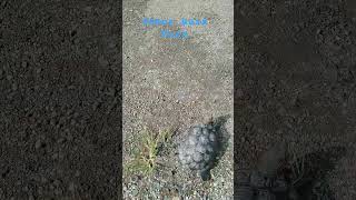 jemur kura kura ||Si kura kura lari ke Jalan raya mau kabur dia #kucinganggoralucudanimut #kurakura