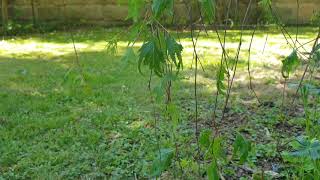Betula pendula 'Gracilis Pendula, Albalaciniata'  bříza bělokorá