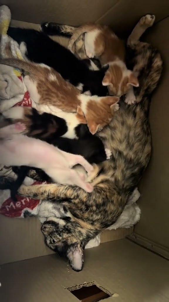 belle maman avec petite chaton