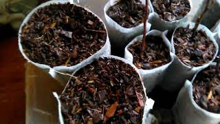 Tangelo planting