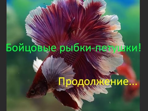 Почему не живут петушки купленные в зоомагазинах!? Часть 2