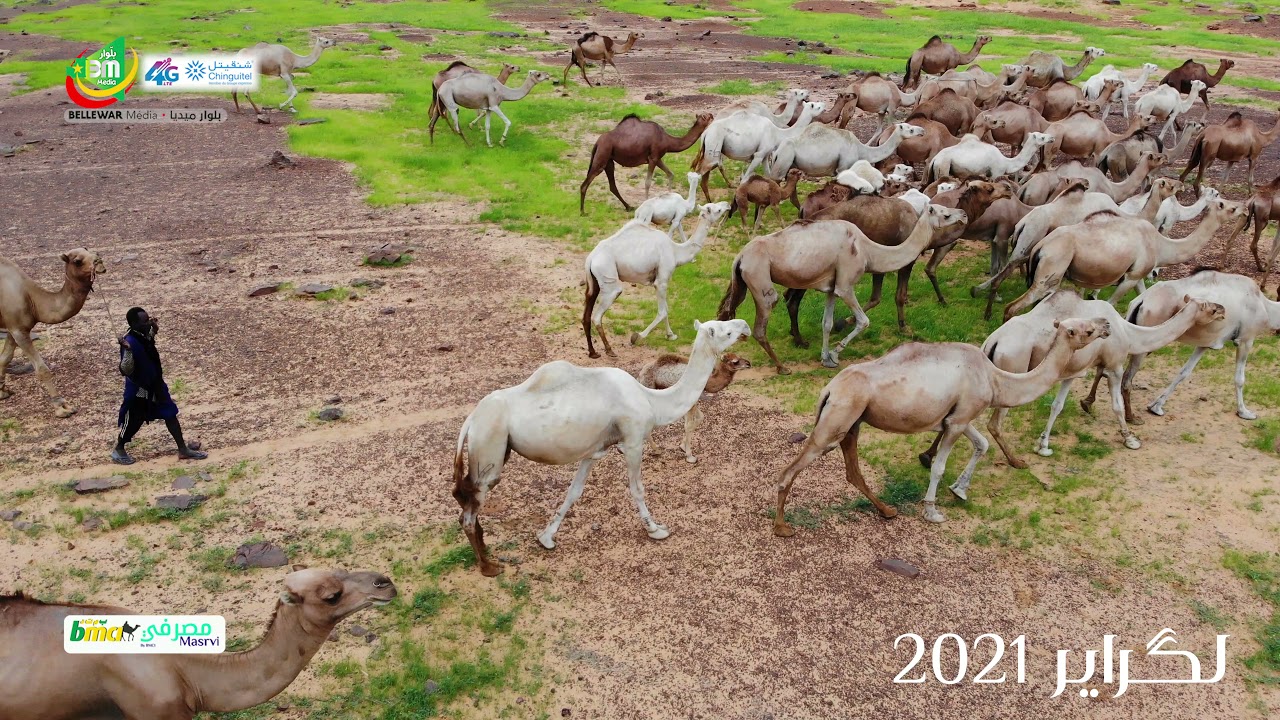 مناظر طبيعيىة من خريف منطقة لگراير التابعة لتامشكط بالحوض الغربي  4K