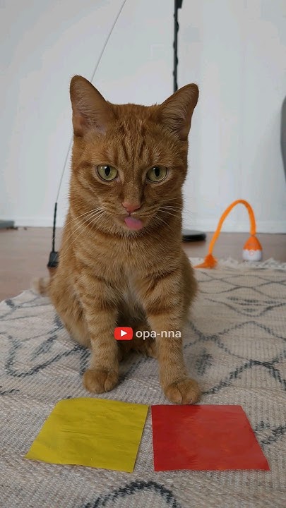 ️Кот Артём ️ - YouTube