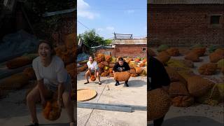 Kaiyuan City Fangyuan Dried Corn | Fresh Farm Harvest #pinenuts #pistachios #shorts #amazing