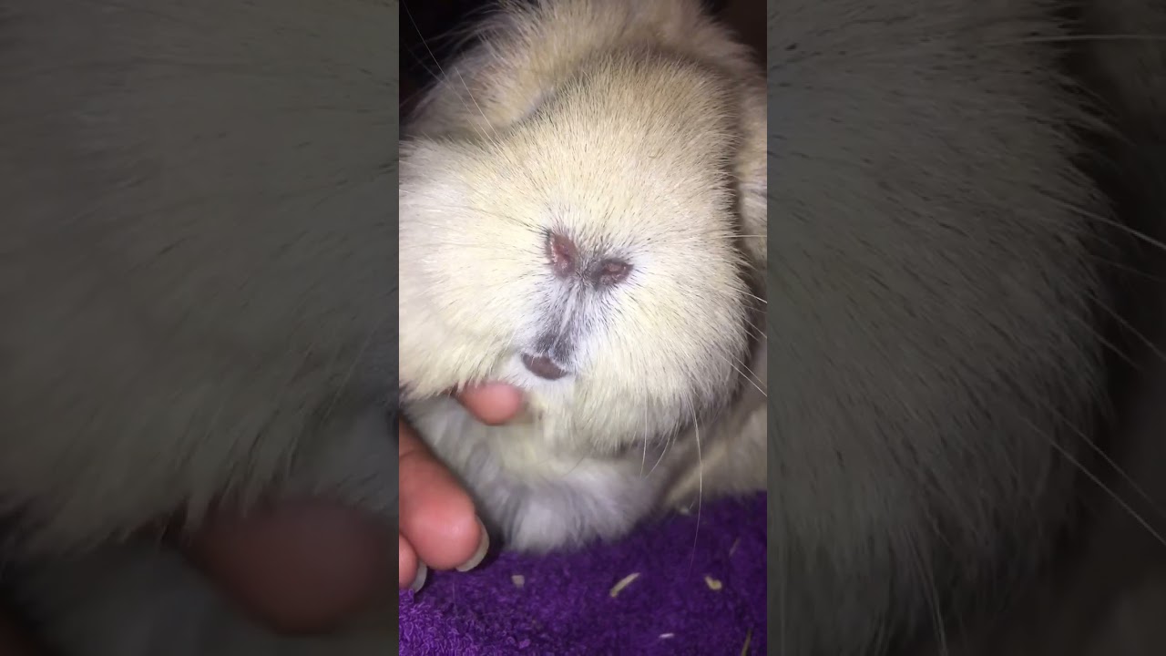 Chin rubs are so soothing 😌 