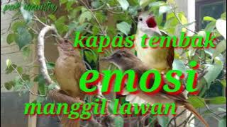 kapas tembak manggil lawan || suara pikat kapas tembak