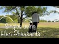 Retriever Training Alone - Pheasant Marks