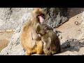A Monkey Dotes on Punch… Heart-Melting Grooming & Cuddles