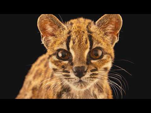 New Species Of Cat Found In Bolivia