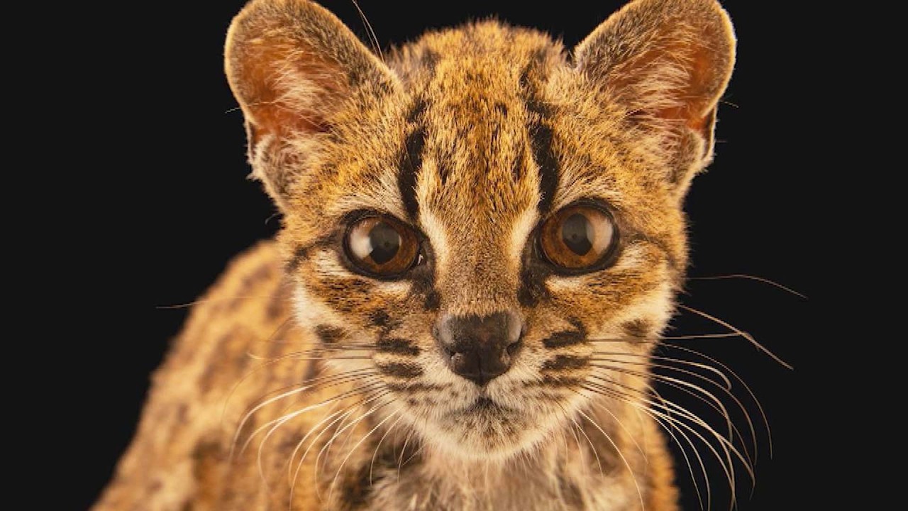 New Species Of Cat Found In Bolivia
