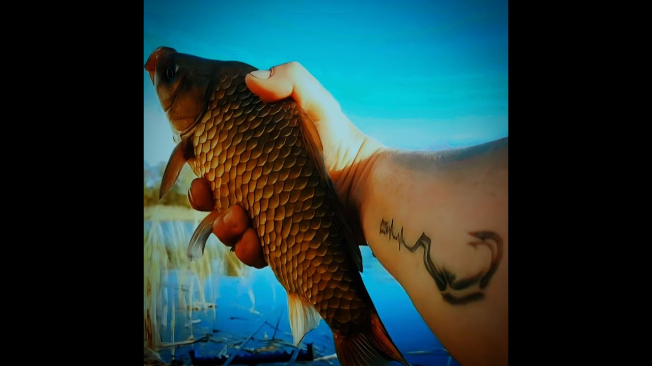 Залив р. Днепр. Ловим карася - YouTube