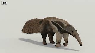Anteater Low Poly 3D model by 3DModels.org