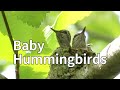 Cute Hummingbird Chicks in Nest