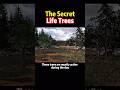 The Secret Life Trees #foryou #knowledge #science #trees #story