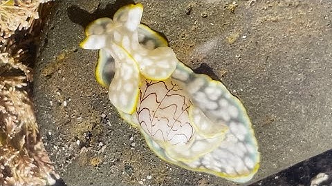 Micromelo Scriptus Bubble Shell