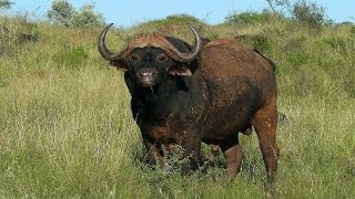 SOUTH AFRICA wildlife of Kruger national park (hd-video)