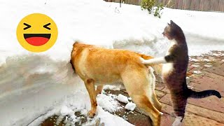 Funniest Animals Video 🐧- Try Not To Laugh Dogs And Cats 2023 😁