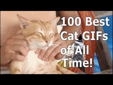 100-best-cat-gifs-of-all-time!