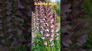 ACANTHUS MOLIS PLANT