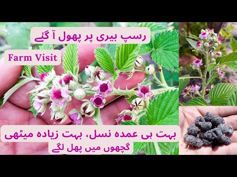 Black Cap Raspberry Plant On Flowering | Rare Garden - YouTube