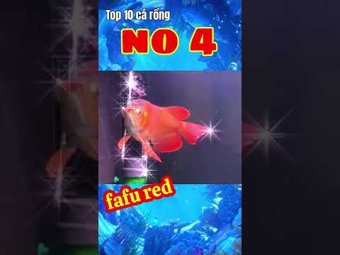 Video Top 10 Cá Rồng Đột Biến No4 #short - youtube