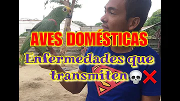 ¿Qué aves transmiten más enfermedades?