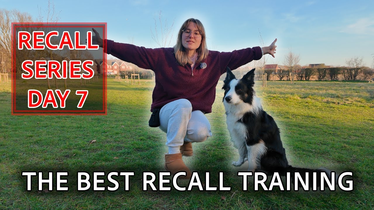 How To Turn AWFUL Recall Into PERFECT Recall Training With Your Dog ...