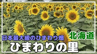 ひまわり Youtube