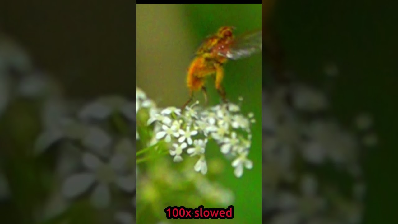 Yellow Dung Fly Takes Off – 100× Slow Motion